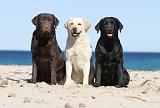 LABRADOR 548